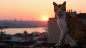 trailer_KEDI